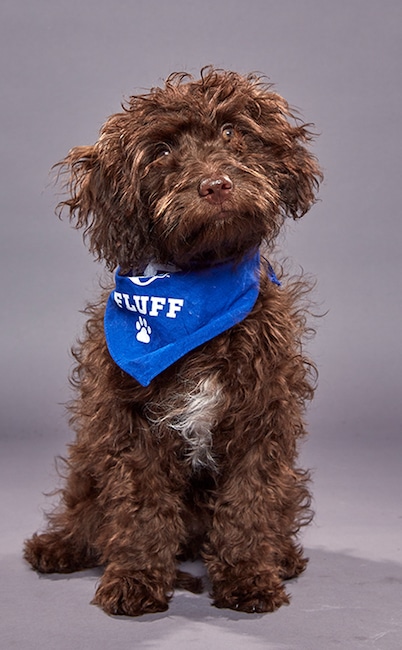 Puppy Bowl XVI